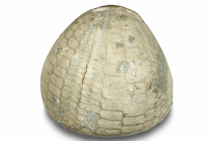 Cretaceous Echinoid (Echinocorys?) Fossil - England #252182